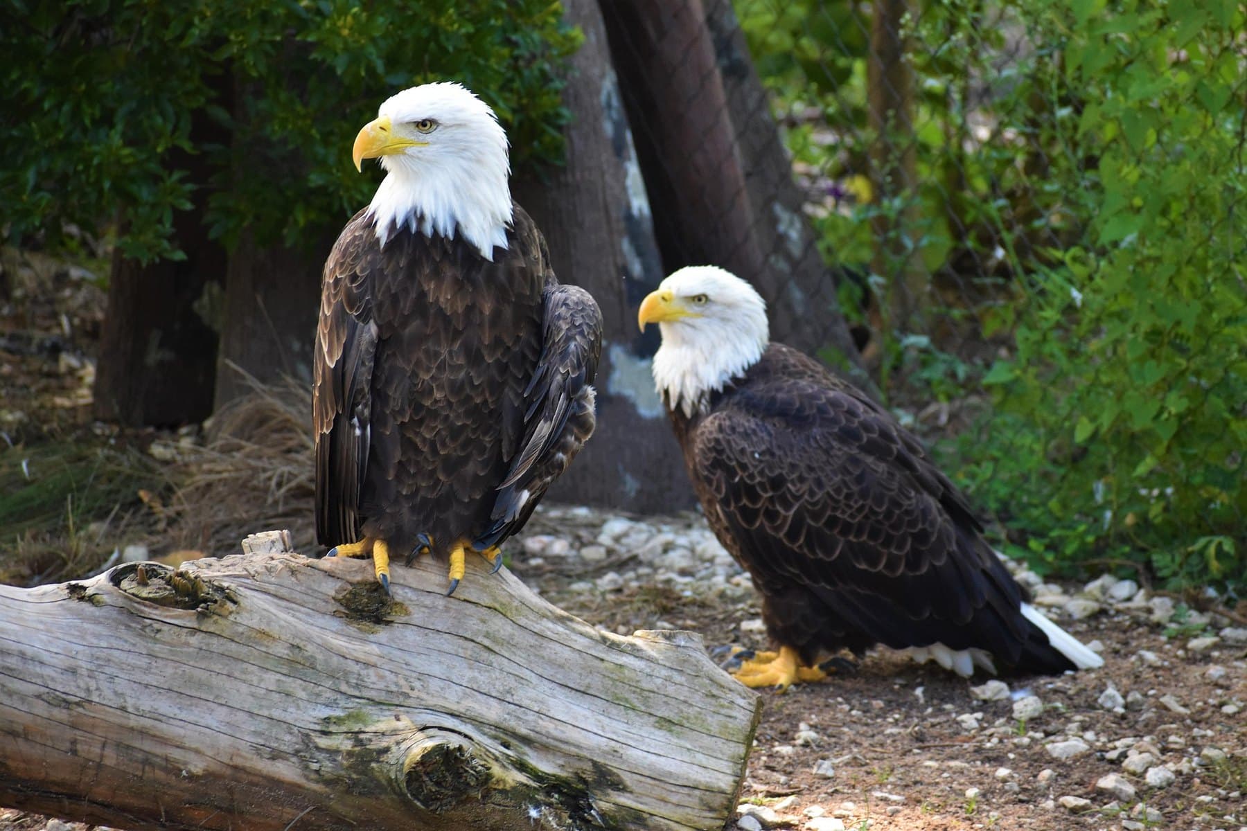 American eagles sculpture in Houston